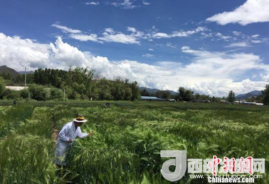 西藏與9家國(guó)家重點(diǎn)實(shí)驗(yàn)室合力促青稞增產(chǎn)、牦牛育肥