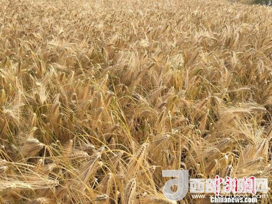 2017年西藏青稞種植面積達(dá)210多萬(wàn)畝，占糧食播種面積的75%。圖為成熟期的青稞?！⊥跤窳?攝