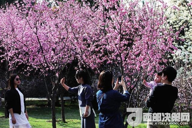 西安周邊賞花去哪里 最強(qiáng)攻略在這里