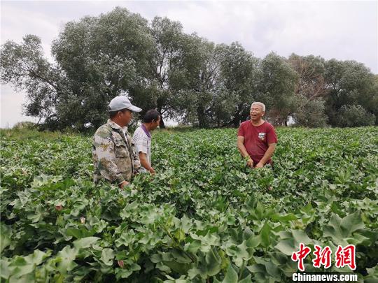 遠(yuǎn)改忠在棉花地里為連隊(duì)職工分享種植經(jīng)驗(yàn)?！“叉陆?攝