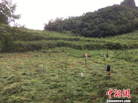 貴州同威生物科技有限公司天麻種植基地。　周嫻 攝