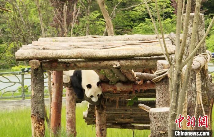 九寨溝熊貓園里的大熊貓?！【耪瘻峡h委宣傳部提供 攝