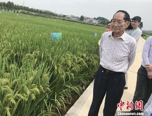 資料圖：袁隆平正在田間察看水稻生長情況。 唐小晴 攝